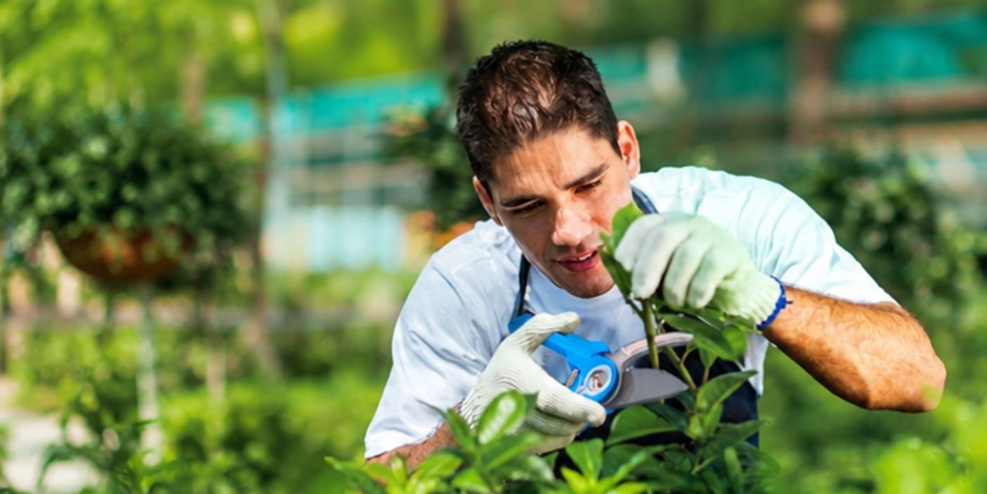 Gardener trimming a healthy plant with a precision hand pruner.